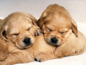 Cute Puppy HD Poster Art Bshi4923 Photographic Paper - Animals posters ...