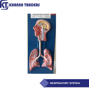 KHANNA TRADERS HUMAN RESPIRATORY SYSTEM ANATOMIC MODEL Anatomical Body ...