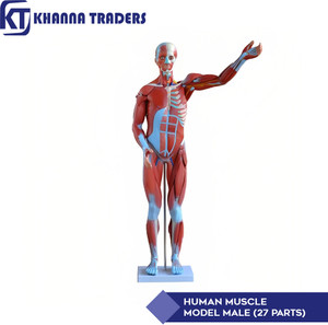 Buy Anatomical Model Female Pelvis Skeletal Model Anatomical Model Medical Anatomical Life Size Replica Of Human Anatomy For Science Classroom Study Display Teaching Medical Model - View #12