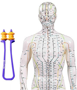 netclub Acupuncture Model Male Chart Book Male Acupuncture Model 50 CM ...