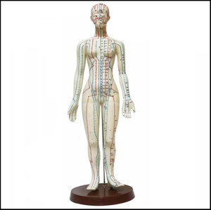 Acs Acupuncture 50 cm Points Human Body Female Model - Female Clear ...
