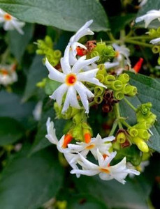 Harsingar plant hotsell