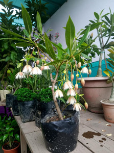Ukanda Rudraksha Plant - Image 6