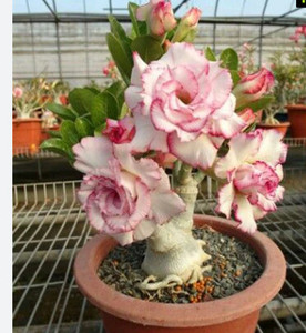SRIJAPLANT Adenium Plant Price in India - Buy SRIJAPLANT Adenium Plant ...