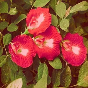 Cloud Farm Aparajita/ Butterfly Pea Plant Price in India - Buy Cloud