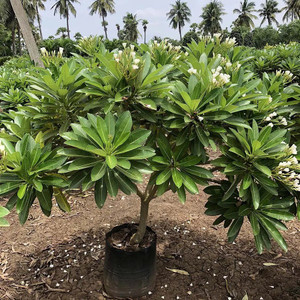 Cloud Farm Plumeria Plant Price in India Buy Cloud Farm Plumeria