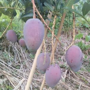 Japanese Miyazaki Grafted Live Mango Plant Price in India Buy