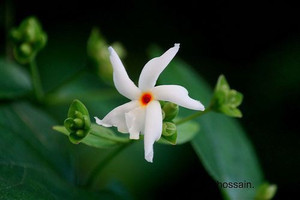 PlantShops Parijat/Harsingar Plant Price in India - Buy PlantShops
