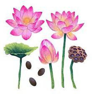 greenfarm Lotus Flower seeds Fragrant Flower Seeds Organic ( 170 seeds
