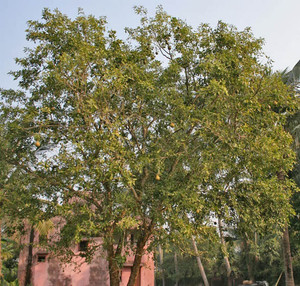 Bel pathar clearance
