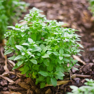 BASIL - Spicy Globe | Buy Online at Seeds Of Plenty - Seeds of Plenty