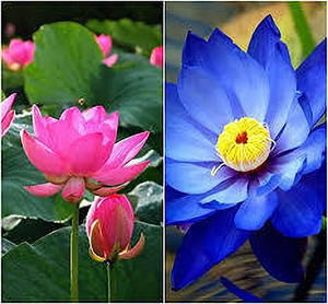greenfarm Lotus Flower seeds Fragrant Flower Seeds Organic ( 165 seeds