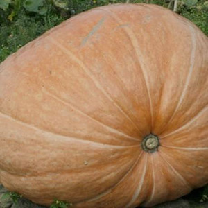Aywal Pumpkin Kaddu F1 Hybrid Seed Price in India - Buy Aywal Pumpkin ...