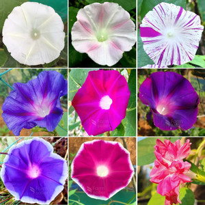 Lorvox Morning Glory Flower Seed Price in India - Buy Lorvox