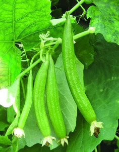 VibeX ® VMR-242 Sarputita beej, Satputia Gourd Seed Seed Price in India