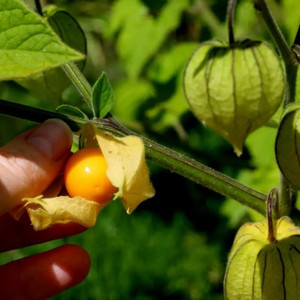 QALANDAR CAPE GOOSEBERRY SEEDS PHYSALIS PERUVIANA Seed Price In India qalandar-cape-gooseberry-seeds-physalis-peruviana-seed-price-in-india