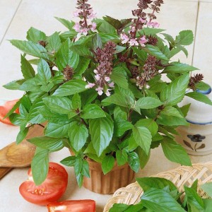 WILLVINE HUA 8 Basil Asian Cinnamon Seeds Seed Price in India