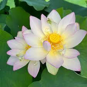greenfarm Lotus Flower seeds Fragrant Flower Seeds Organic ( 70 seeds