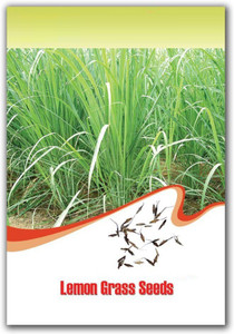 thumbnail image 2 of West Indian Lemongrass Seeds – Natural Mosquito Repellent, Non-GMO, Fast Growing For Garden & Pots 2 of 12