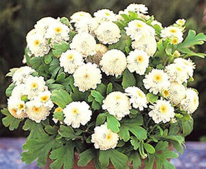 FEVERFEW SNOWBALL 200 SEEDS, TANACETUM PARTHENIUM FLORO PLENO