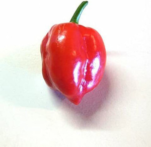 30 GRAINES DE CHILI ROUGE HABANERO ROJO SAVINA 100 % GARANTIES TRÈS