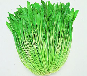 300+ Mizuna Mustard Green Seeds For Asian Cooking & Microgreens - FREE SHIPPING