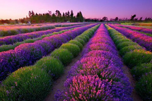 KNESSiN Lavender Very Fragrant Seeds Seed Price in India - Buy KNESSiN