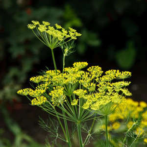 Cently Soya/Dill Organic Herb Plant Seed Price in India - Buy Cently ...