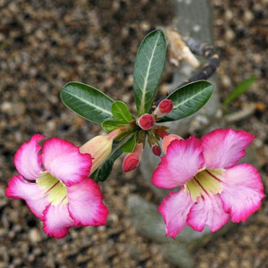 TROPICA Lot De 8 Graines De Rose Du Désert (Adenium Obesum) Cacti / Succulents
