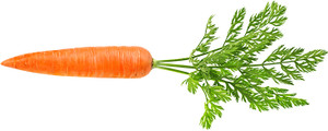 Nodoc Carrot Seed Price in India Buy Nodoc Carrot Seed online at