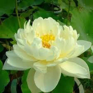 greenfarm Lotus Flower seeds Fragrant Flower Seeds Organic ( 70 seeds