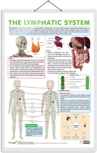 THE LYMPHATIC SYSTEM CHART | Understanding Lymphatic Pathways