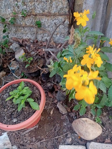 Manjal Kanakambaram live plant Crassula Plant Price in India - Buy