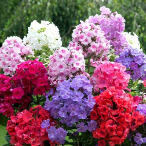 Poches Phlox (Perennial Phlox, Panicled Phlox) Flower Seeds | High