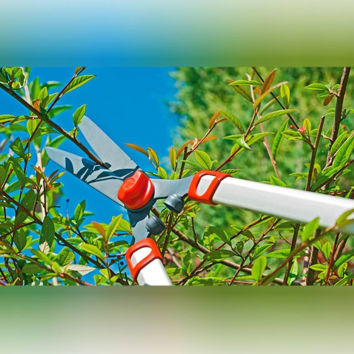 Manual Hedge Trimmers (HS 1000 T) HS 1000 T Hedge Shear — photo 4