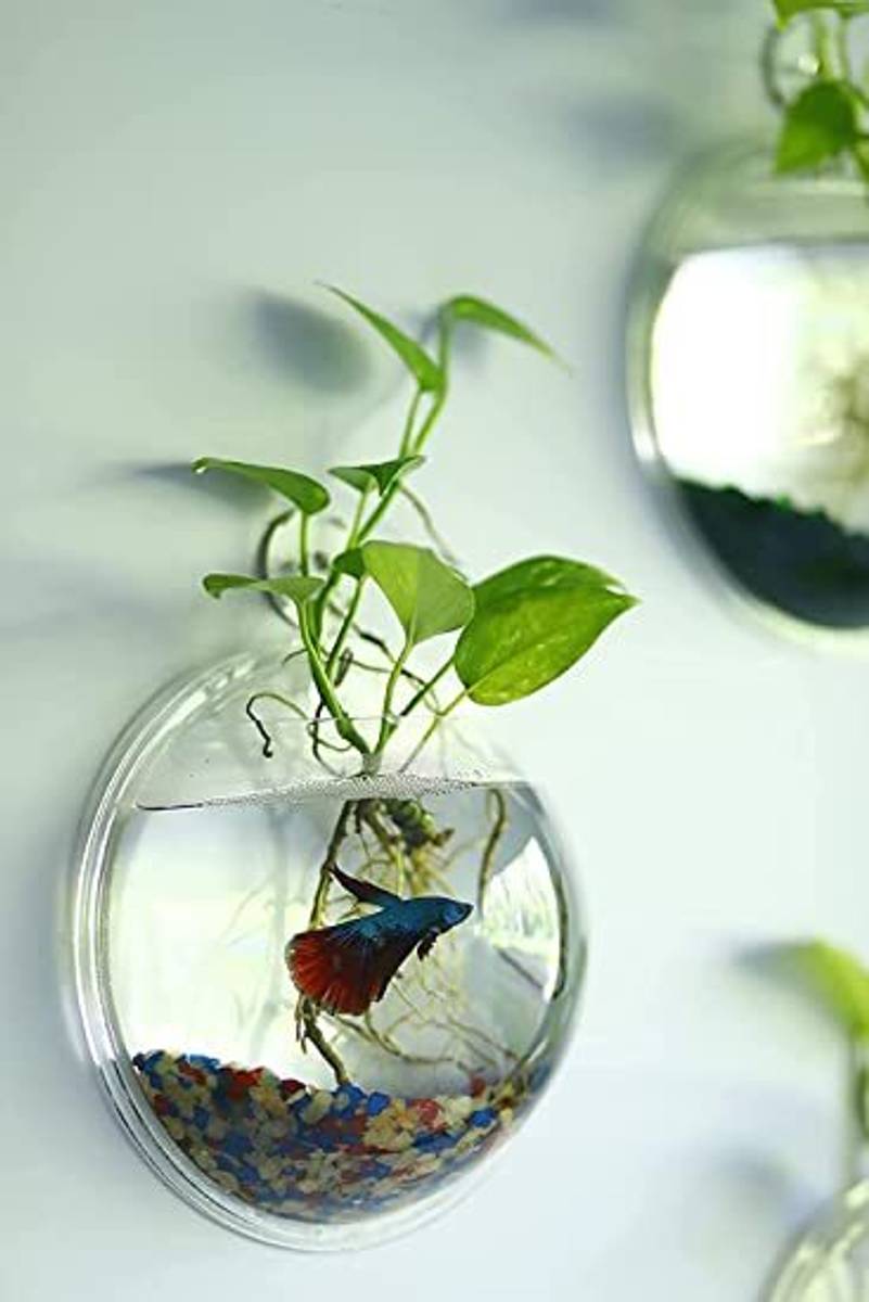 Blue Marlin wall AQ 001 Round Ends Aquarium Tank