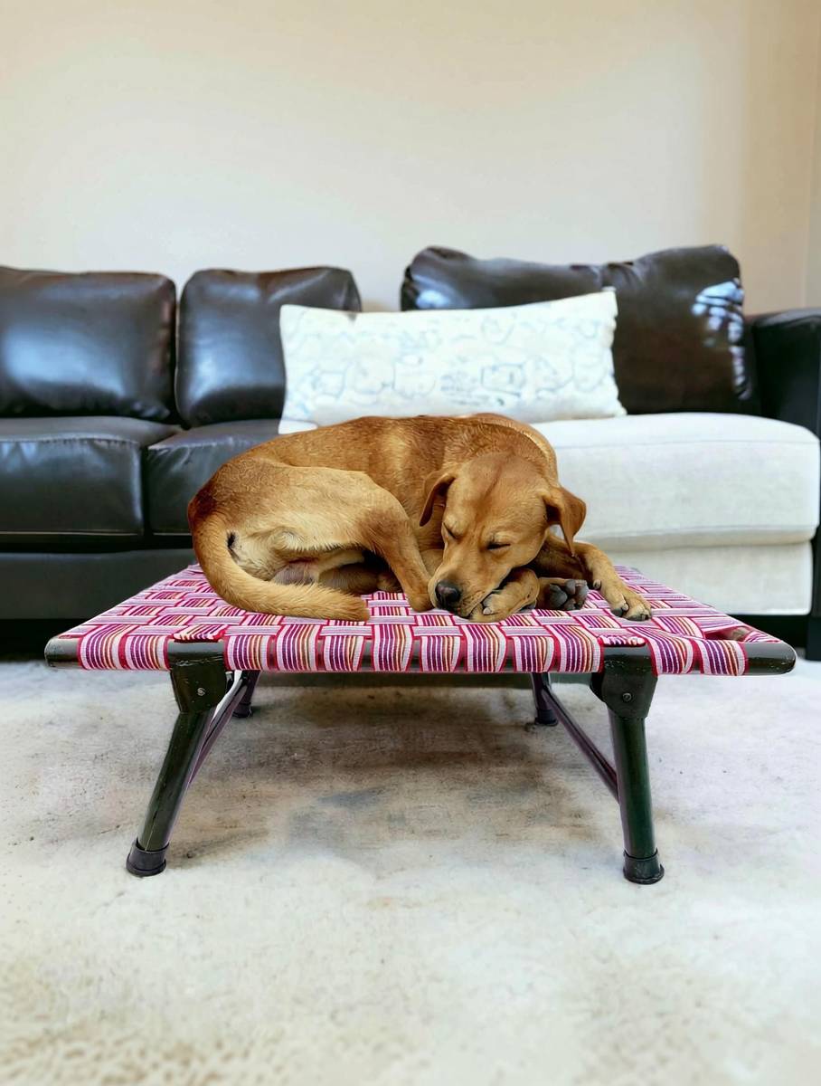 AAURAS Diamond Dog Orthopedic for Large Washable Cover & Nonskid Bottom, L Pet Bed — photo 2