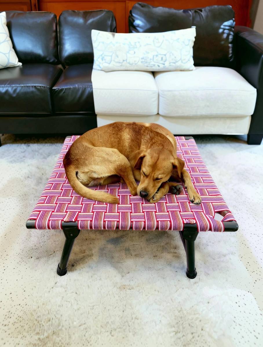 AAURAS Diamond Dog Orthopedic for Large Washable Cover & Nonskid Bottom, L Pet Bed — photo 3