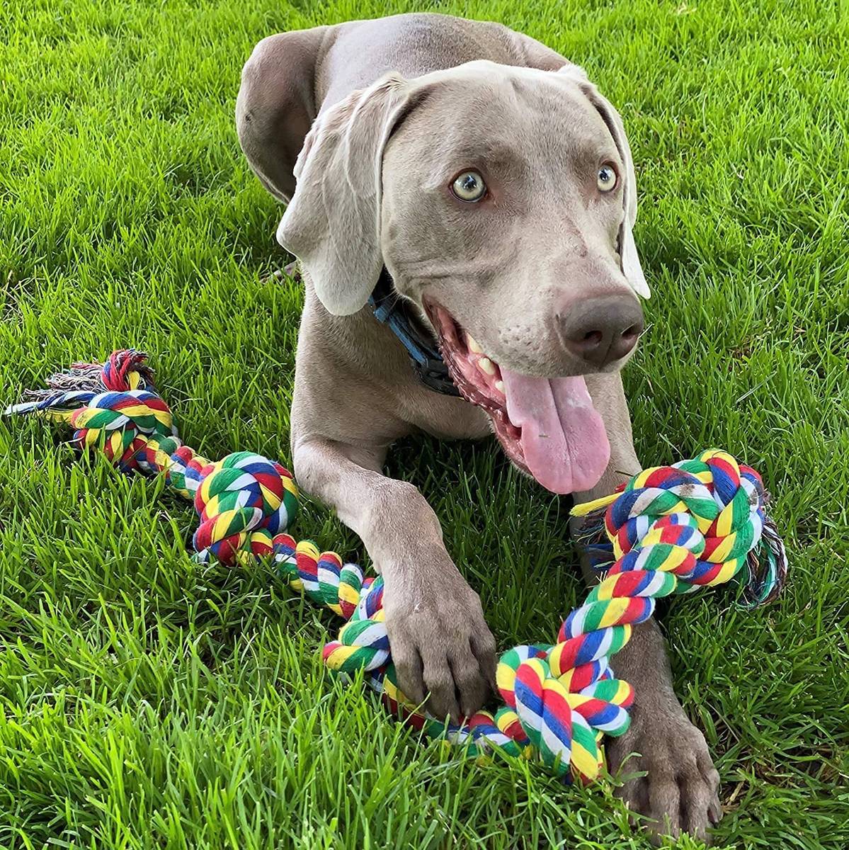 decorvaiz Tail Dog Toys+Dog Chew Toys+Puppy Teething Toys+Rope Dog Toy+Dog Toys Cotton, Rubber Ball, Bone, Chew Toy, Rubber Toy, Squeaky Toy, Training Aid, Tug Toy For Dog — photo 5