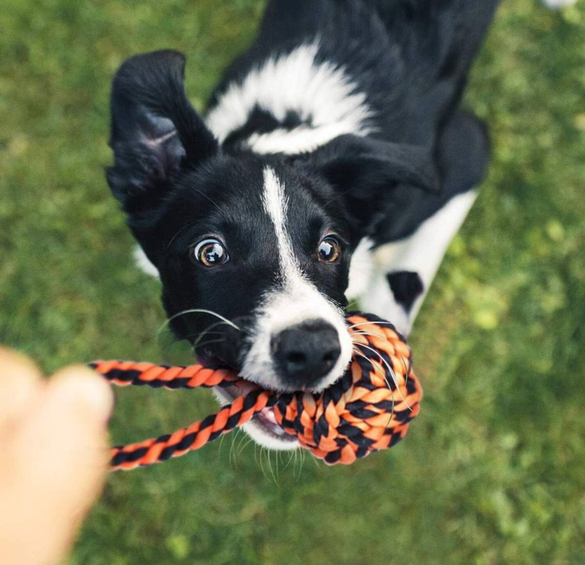 decorvaiz Toys for Puppies & Small Dogs Toys | Rope Ball Toy | Cotton, Rubber Ball, Bone, Chew Toy, Rubber Toy, Squeaky Toy, Training Aid, Tug Toy For Dog — photo 5