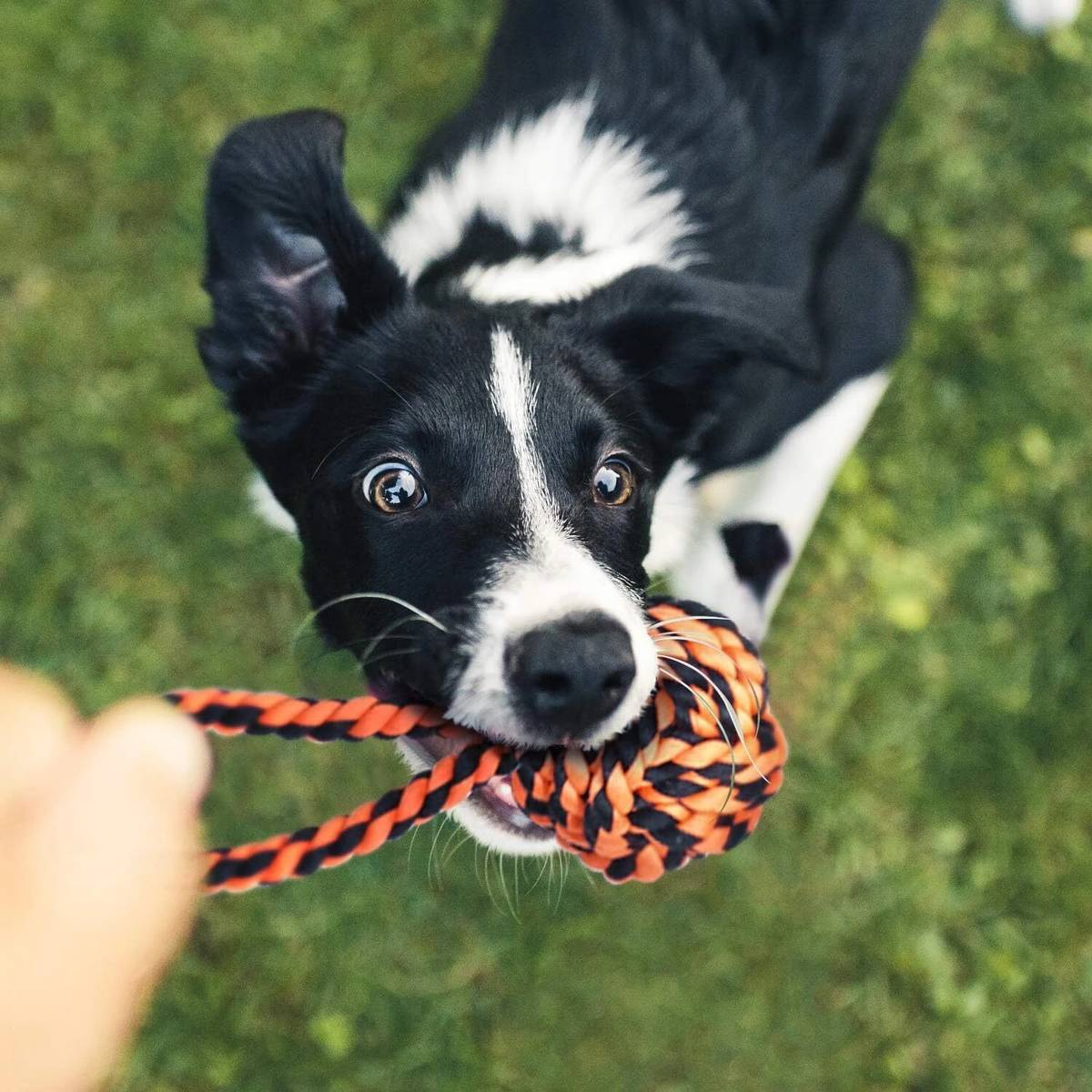 PETZLUV YOUHAVEDEAL Toys for Puppies & Medium Dogs Toys | Color May Vary | Rope Ball Toy Cotton Ball, Tug Toy, Fetch Toy, Training Aid, Chew Toy For Dog & Cat — photo 4