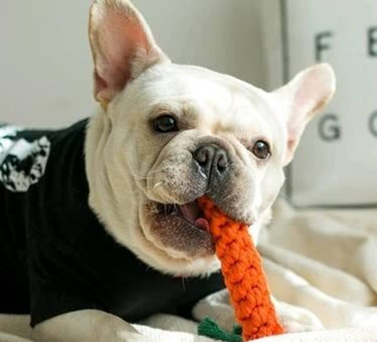 decorvaiz Toys for Puppies & Small Dogs Toys | Rope Ball Toy | Color May Vary | Cotton, Rubber Ball, Bone, Chew Toy, Rubber Toy, Chew Toy, Training Aid, Tug Toy For Dog — photo 4