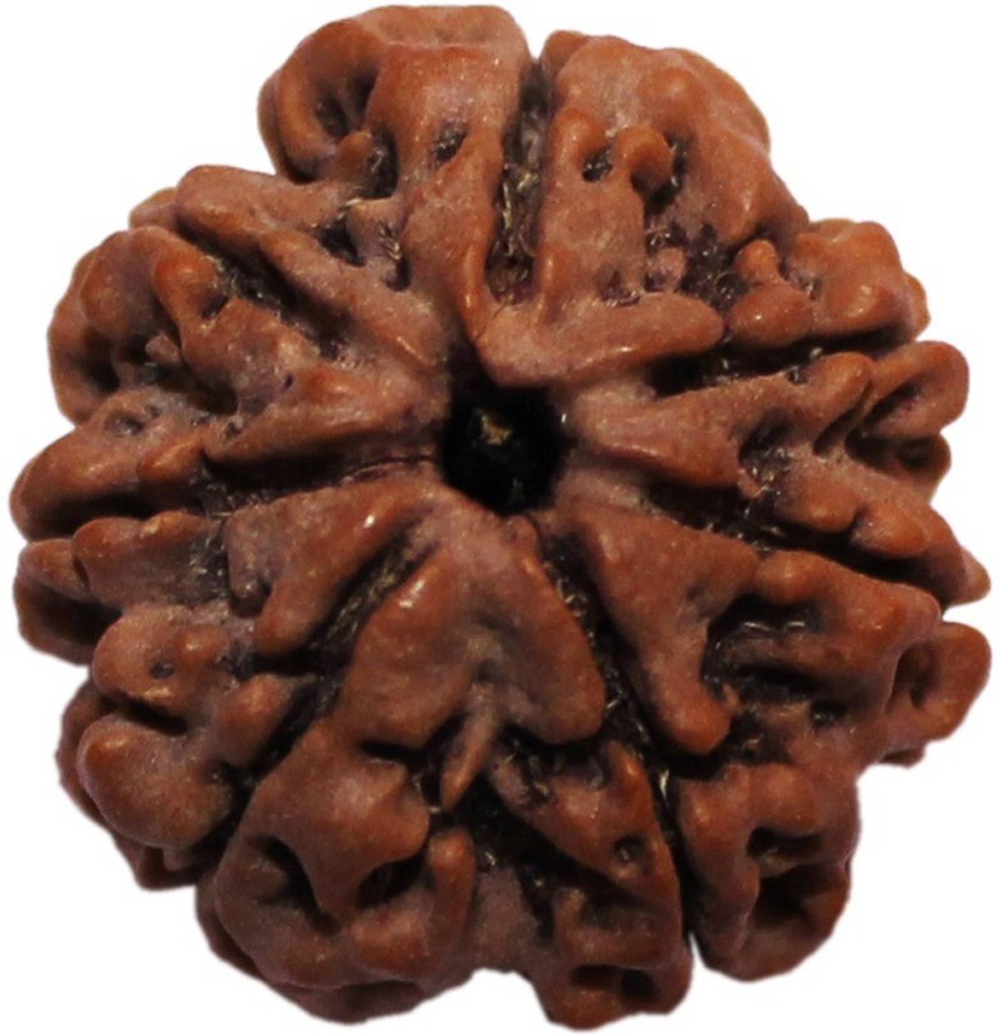 ByCue Certified 7 Mukhi Nepal Rudraksha Wooden Yantra