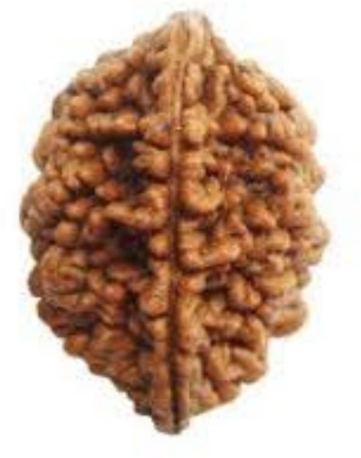 AJ Rudraksha 2 Mukhi INDIA RUDRAKSHA SILVER PENDANT Two Faced RUDRAKSHA 100% Original and Certified By AJ Retail Silk Dori Pendant