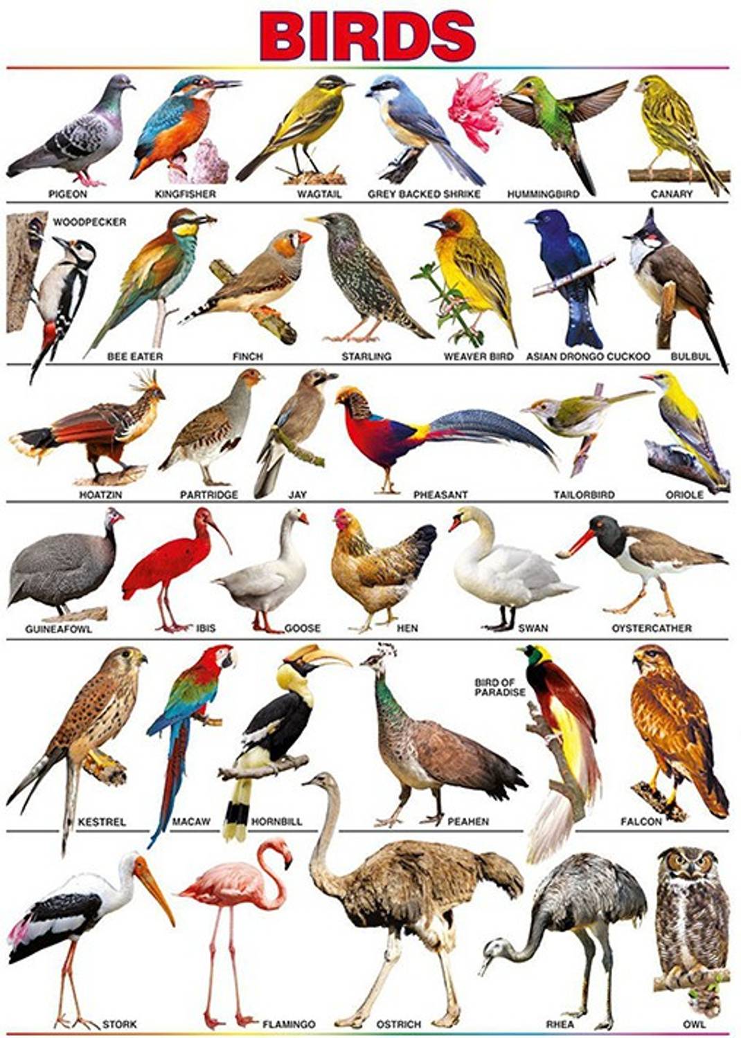Bird Name Chart | Kids Learning Wall Chart | Bird Name for children | Educational Poster -100yellow Paper Print