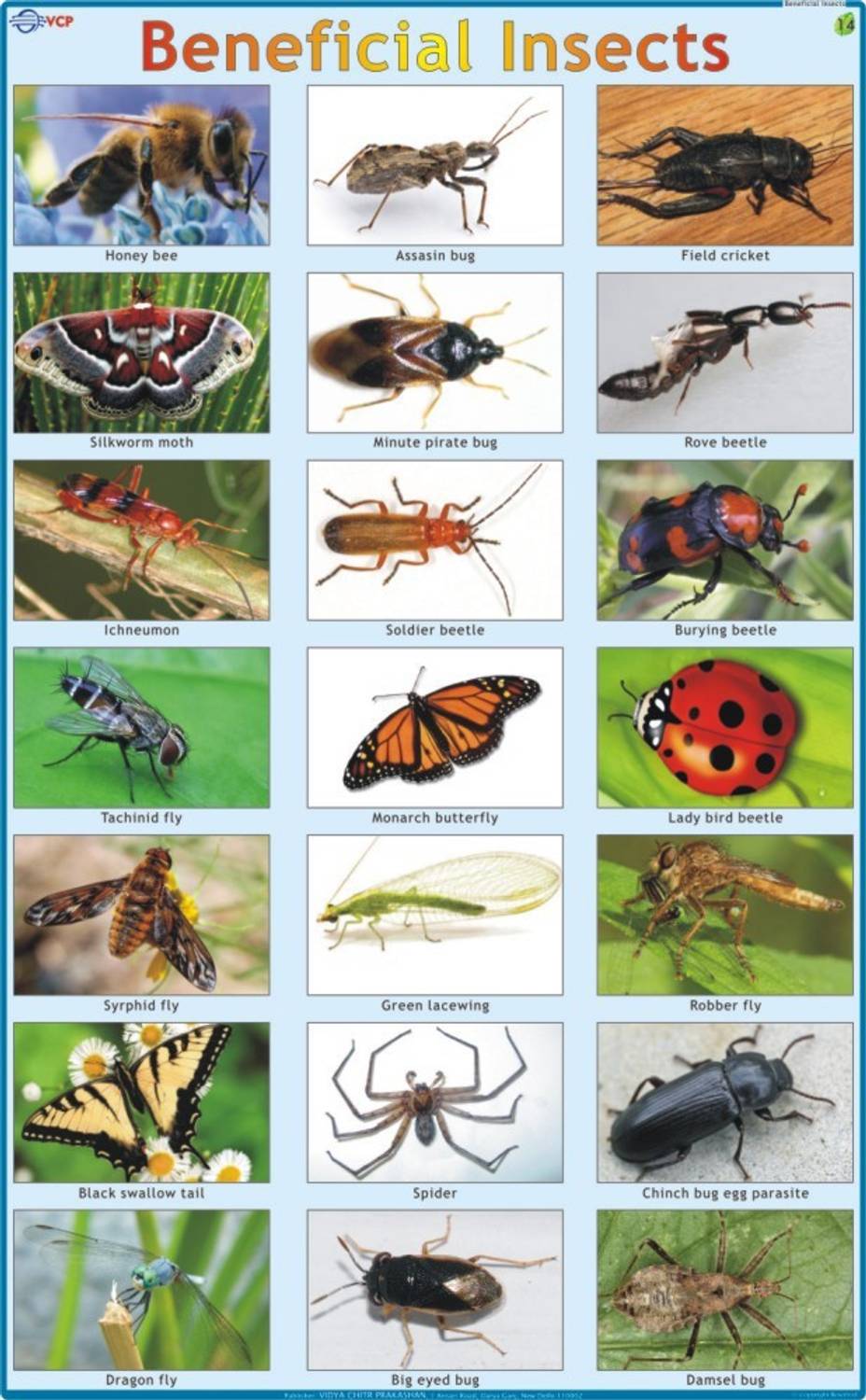 Beneficia Insects Chart Paper Print