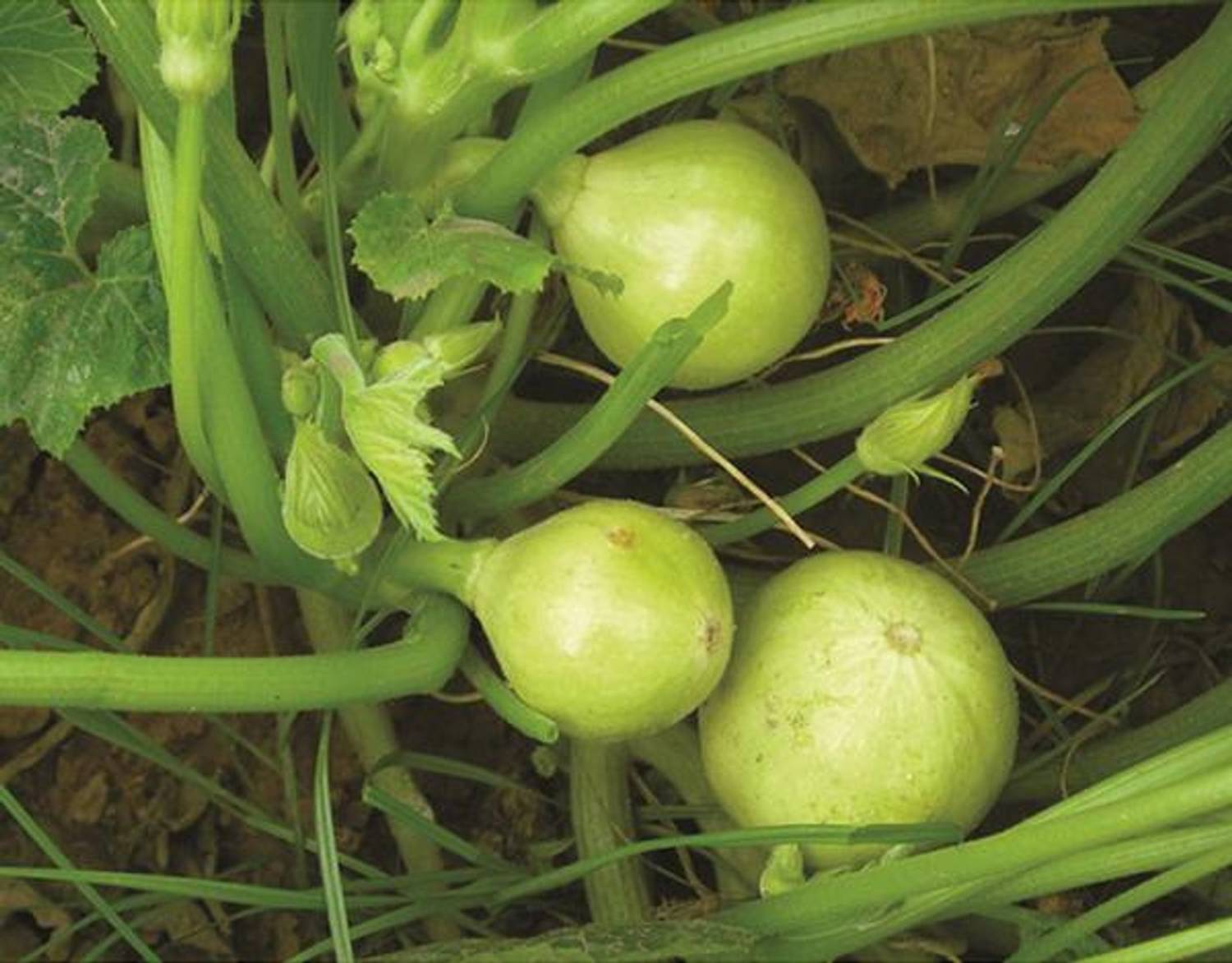AllThatGrows Summer Squash Seeds, Zucchini, Chappan Kaddu Seeds Pack of 20 Seed