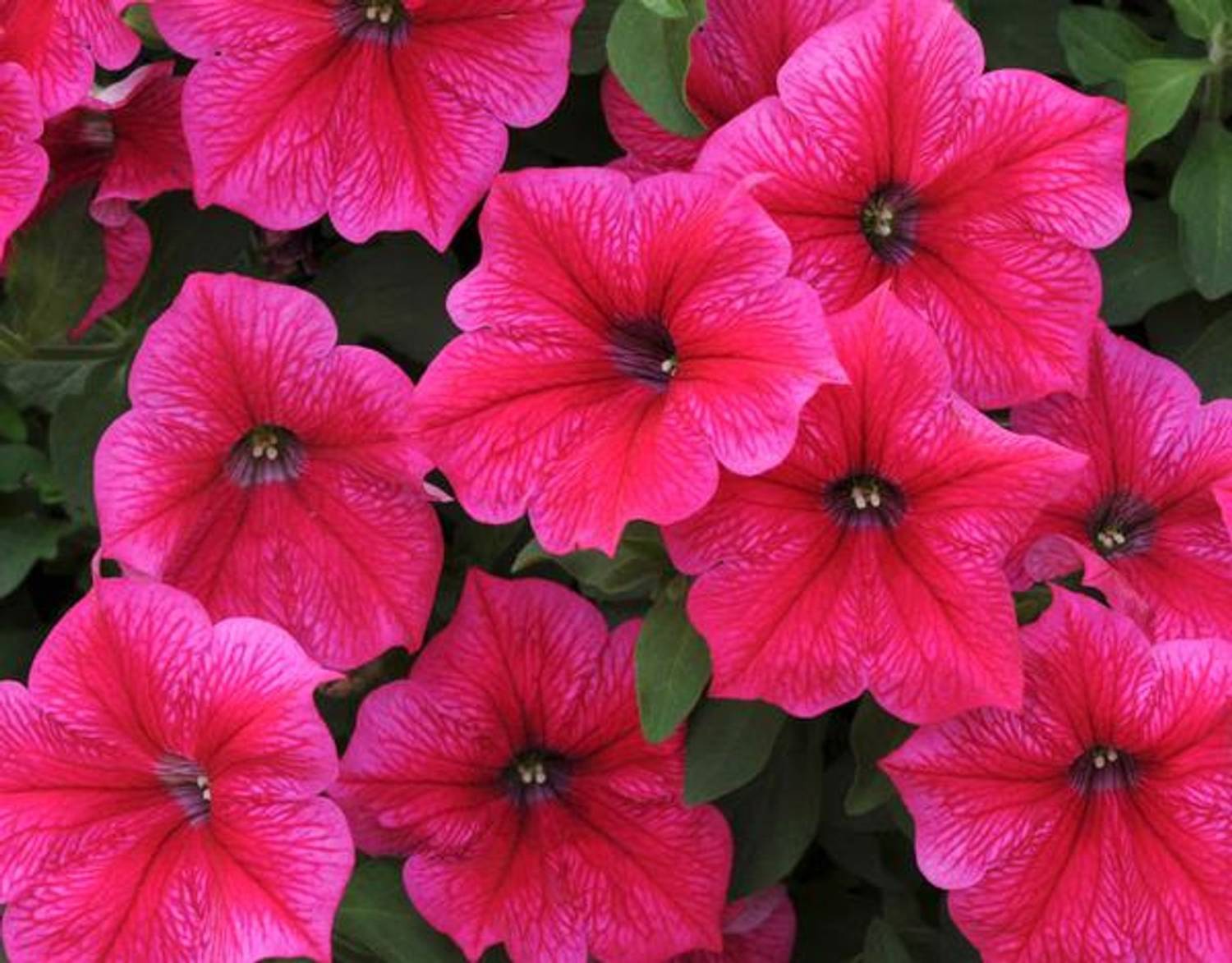 AllThatGrows Flower Seeds, Petunia Rose of Heavens Pink Flower Seeds, Flower Garden Seeds Pack Of 100 Seed