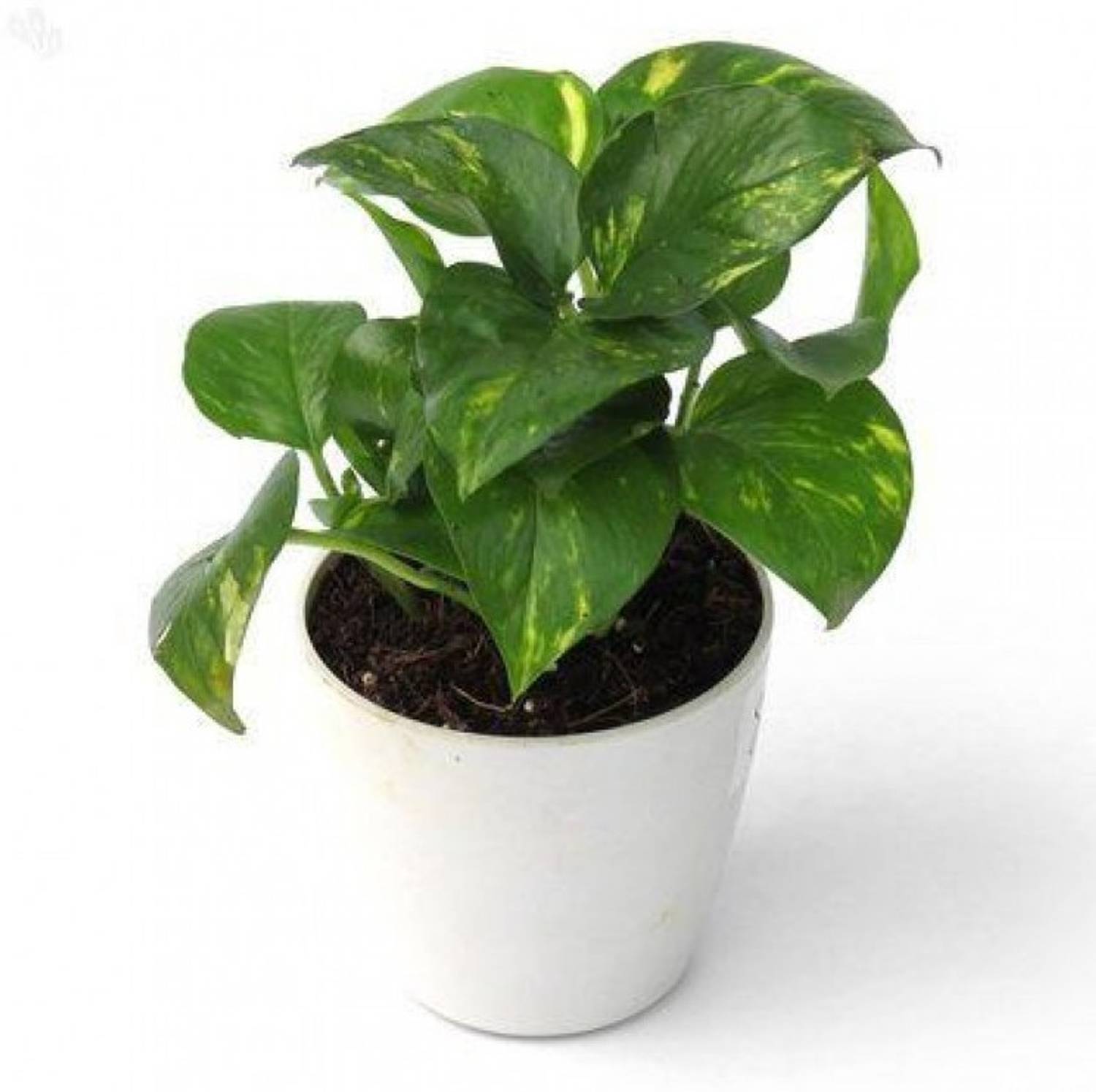 BHAJANLAL GREENERY Money Plant sapling