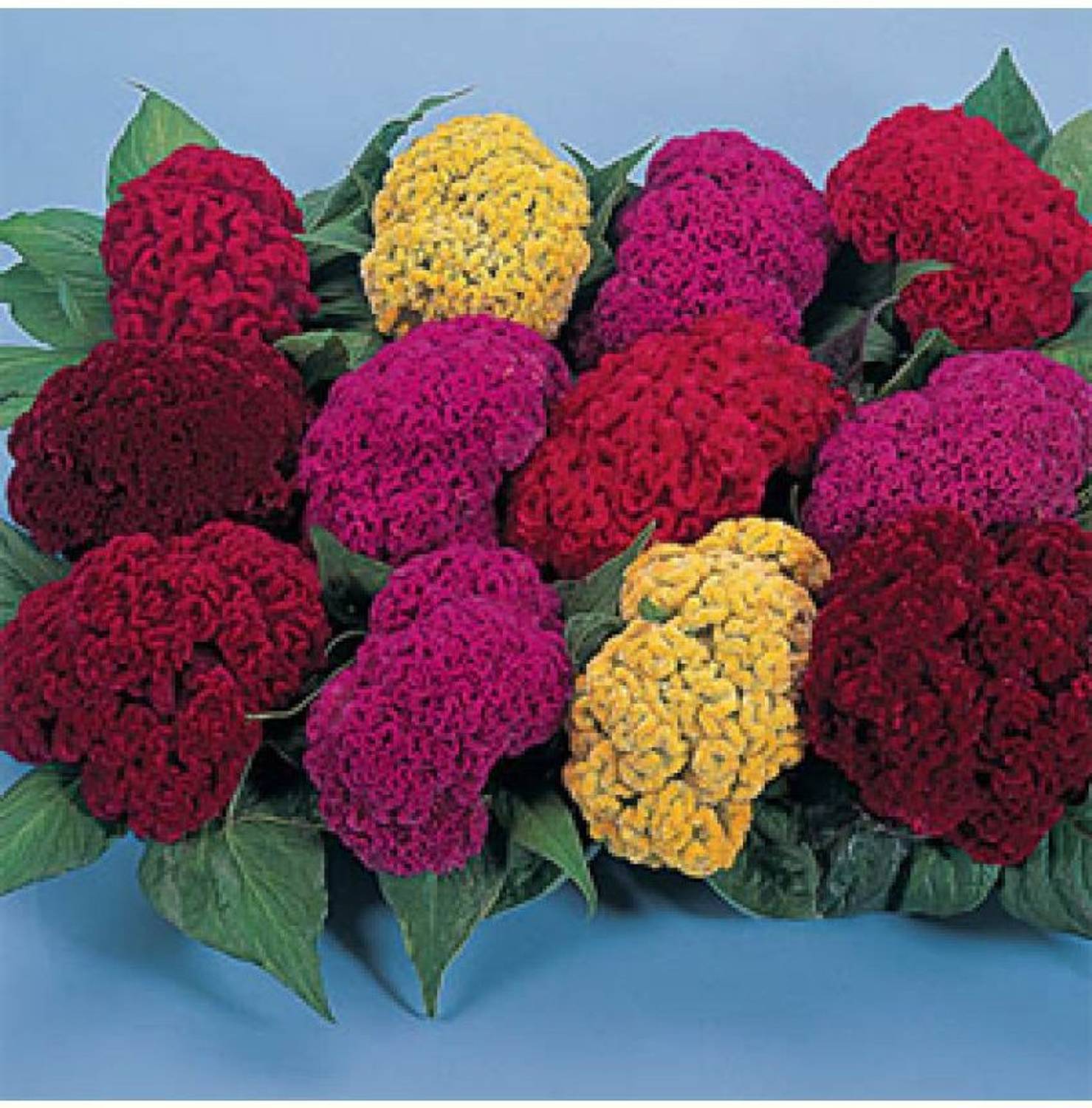 OhhSome Flower Seeds : Rooster'S Comb Flower Plant Seeds Home Garden Home  Garden Plant Seeds Eco Pack Garden Plant Seeds By OhhSome Seed Price in  India - Buy OhhSome Flower Seeds :